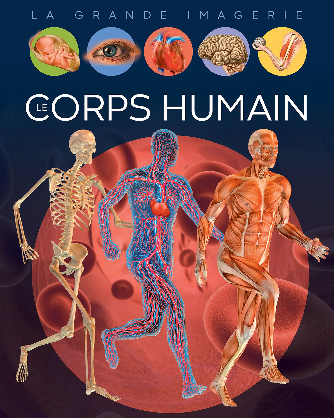 LA GRANDE IMAGERIE (LE CORPS HUMAIN)